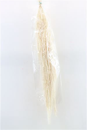 <h4>Pres Amaranthus Caud Bleached Bunch</h4>