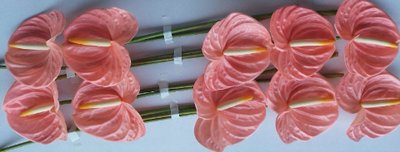 <h4>Anthurium farao</h4>