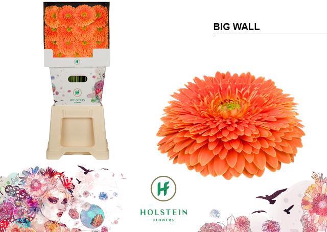 <h4>Gerbera diamond gerponi big wall</h4>