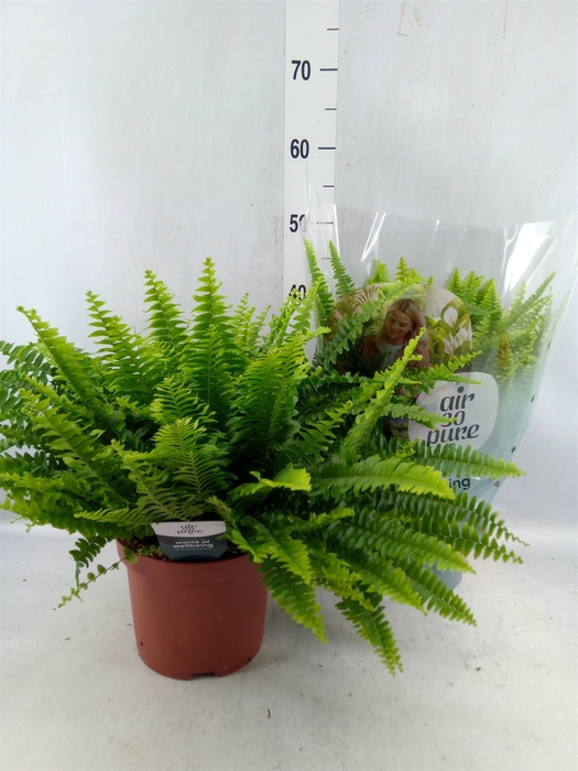 <h4>Nephrolepis Exal. 'green Lady'</h4>
