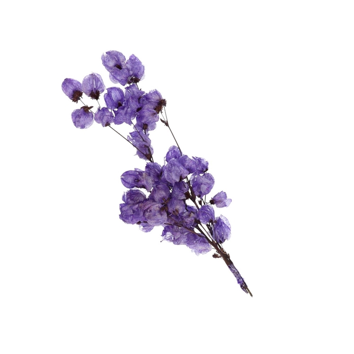 <h4>Droogbloem Bougainvillea 45-55cm</h4>