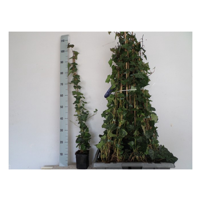 <h4>Hedera hibernica 11Ø 90cm</h4>