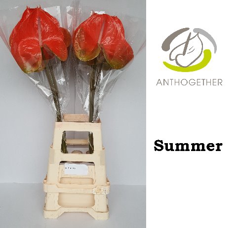 <h4>Anthurium avo summer</h4>