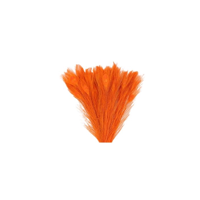 <h4>Basic Feather Peacock L45-50</h4>