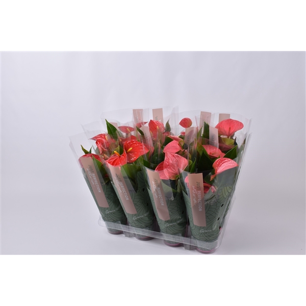 <h4>Anthurium gemengd rood/roze "Just Perfection" (XL Flowers)</h4>