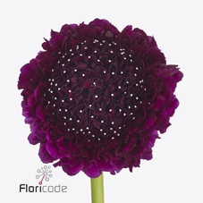 <h4>Scabiosa red velvet scoop</h4>