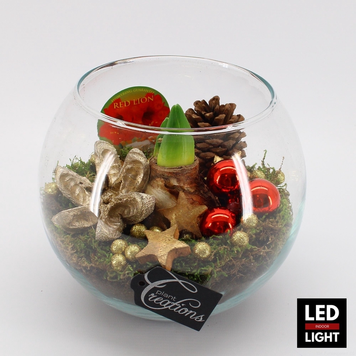 <h4>HICR-2302RLED Kerst Amaryllis</h4>