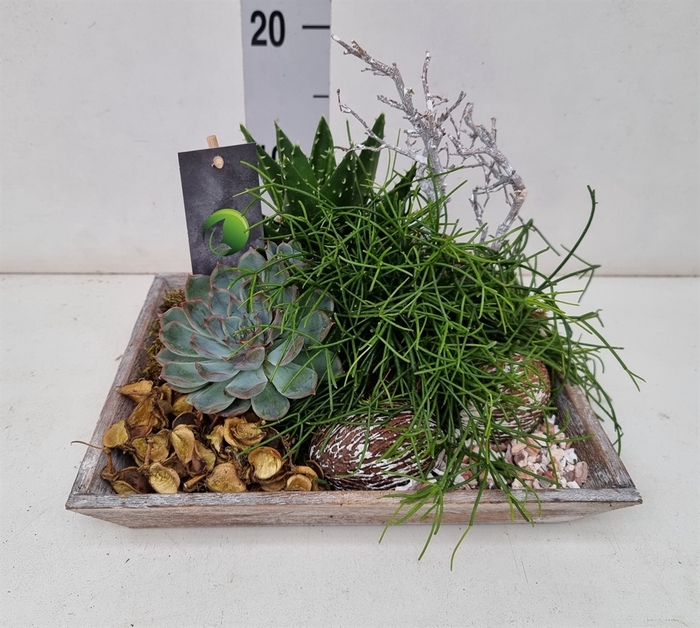 <h4>Planten ..in Schaal H%</h4>