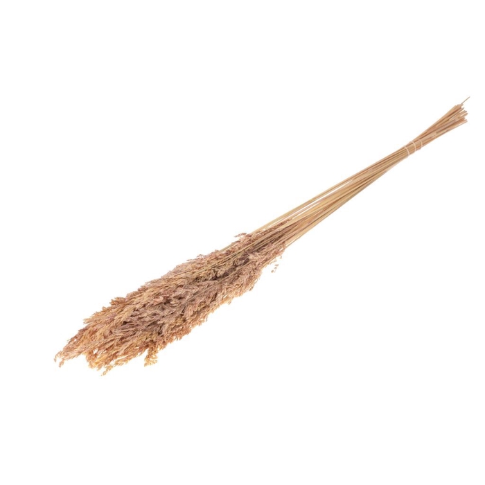 <h4>Amplodesma SB natural pink</h4>