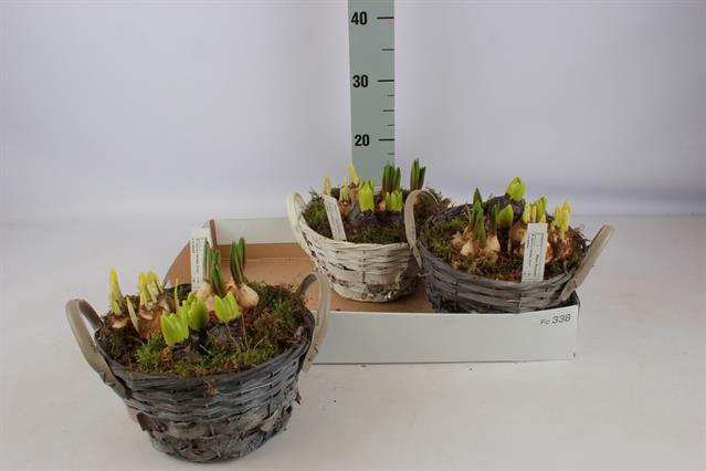 Hyacinthus arr 23Ø 22cm