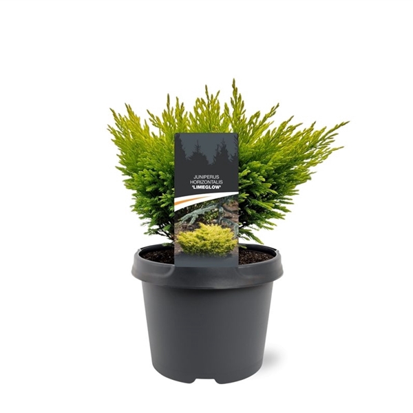 <h4>Juniperus horizontalis 'Limeglow'</h4>