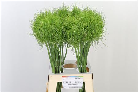 <h4>Allium Catweazle</h4>