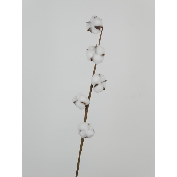 <h4>Af Cotton White 65cm 5 Balls</h4>
