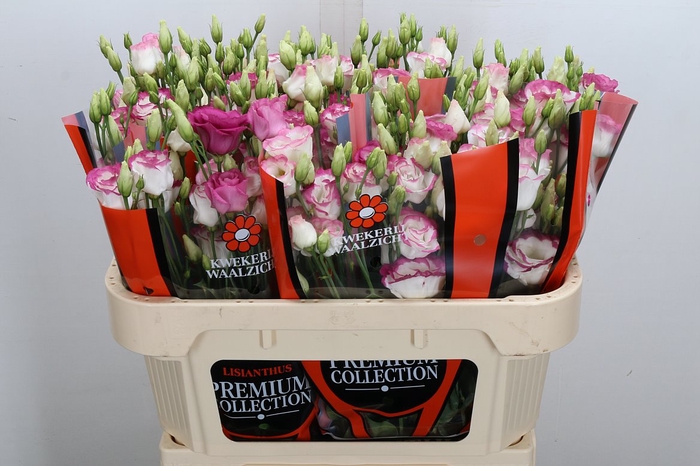 <h4>Eust G Excalibur Hot Lips</h4>
