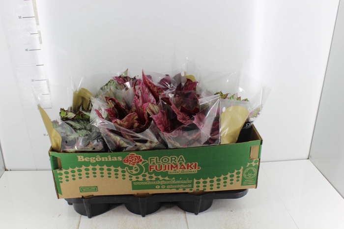 <h4>BEGONIA BELEAF P15 PO</h4>