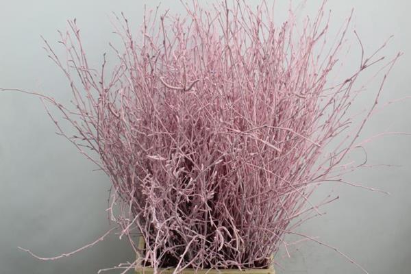 <h4>Berk Kort Rose Zonder Glitter</h4>