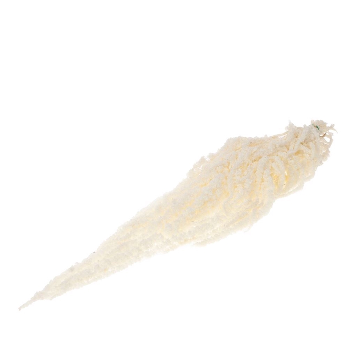 <h4>Amaranthus caudatus preserved SB bleached white</h4>