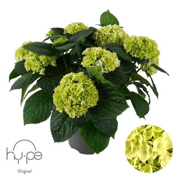 <h4>Hydrangea Mophead White 10+ | Hy-pe Original</h4>