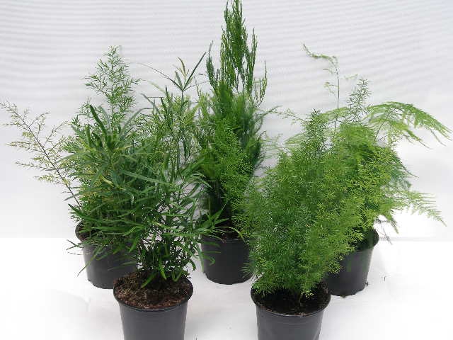 <h4>ASPARAGUS DENSIFLORUS MIX P12</h4>