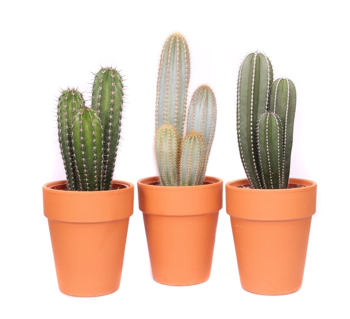 <h4>Cactus ...</h4>