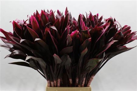 <h4>Cordyline Red Fire</h4>