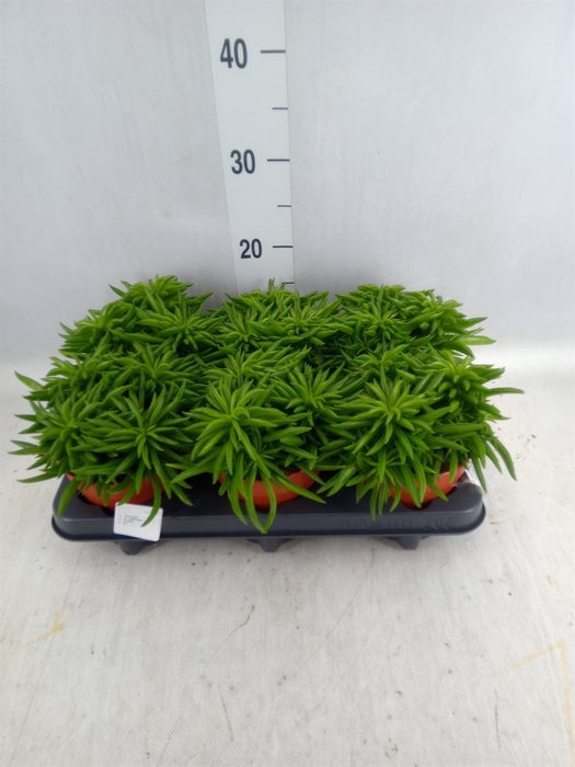 <h4>Peperomia fereirae 'Happy-Bean'</h4>