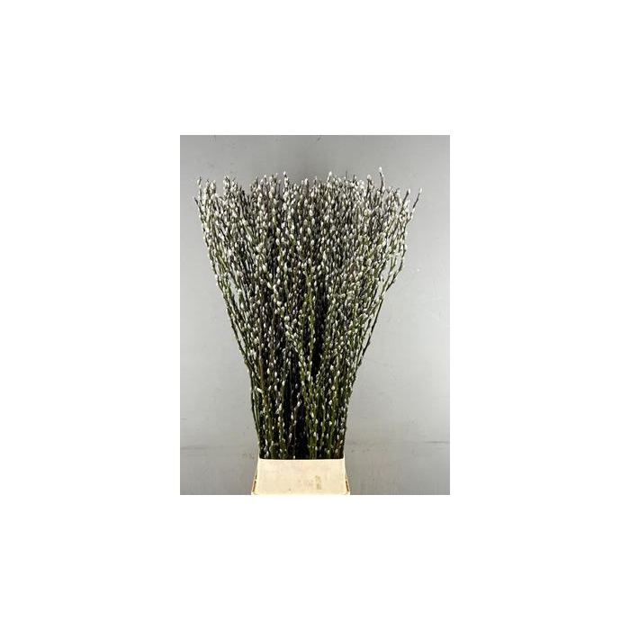 <h4>Salix Snow Flake 150cm</h4>