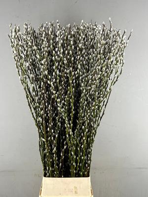 <h4>Salix Snow Flake 150cm</h4>