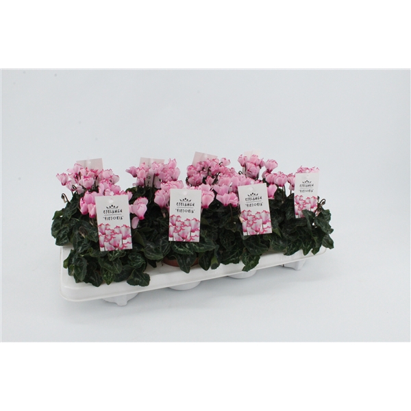<h4>Cyclaam Victoria Pink</h4>