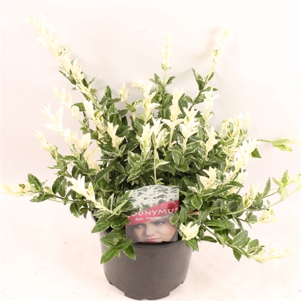 <h4>Euonymus fort. Harlequin</h4>