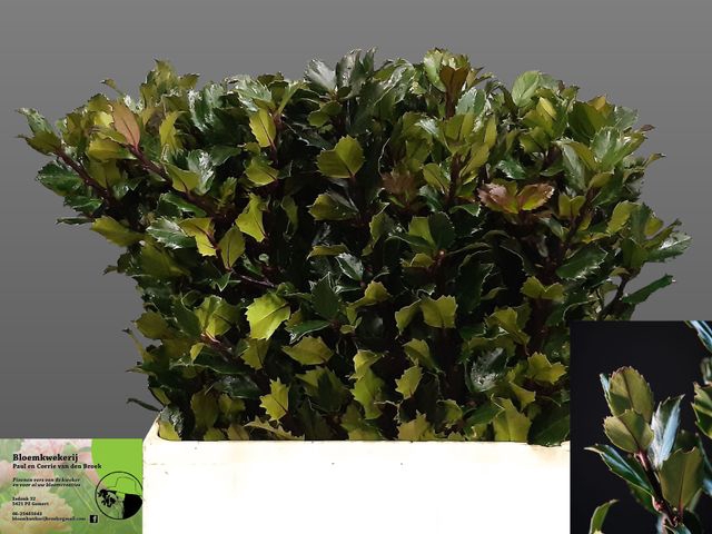 <h4>Ilex blue prince</h4>