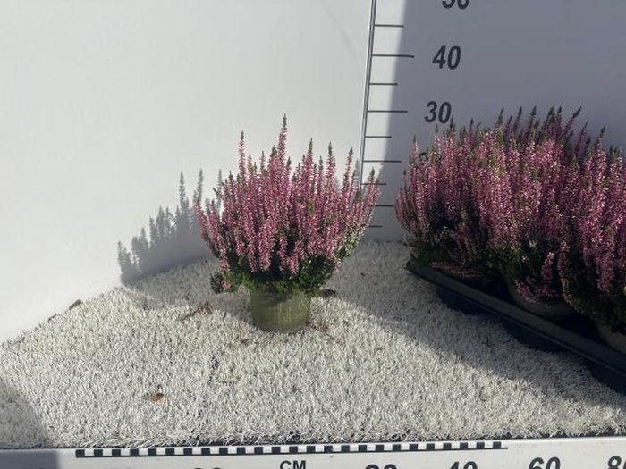 <h4>Calluna vulg. Beauty Ladies Leonie</h4>
