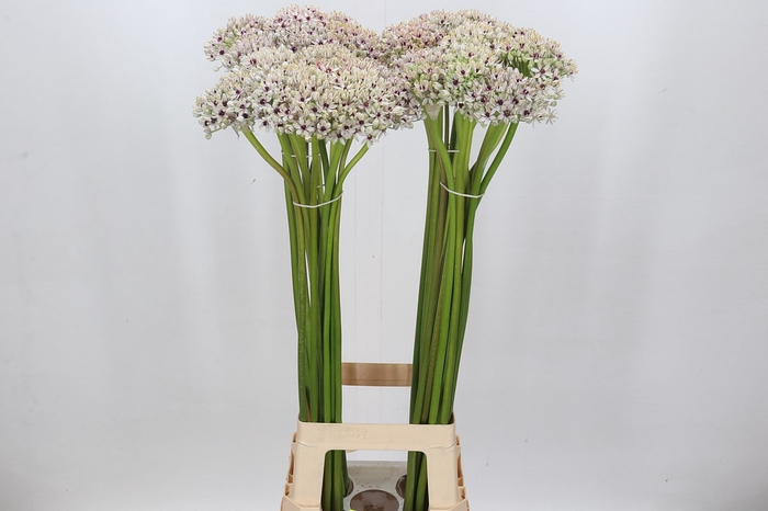 <h4>Allium Silverspring</h4>