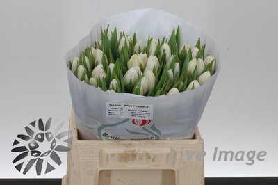 <h4>Tulipa si white candle</h4>