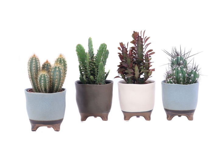 <h4>Cactus ...</h4>