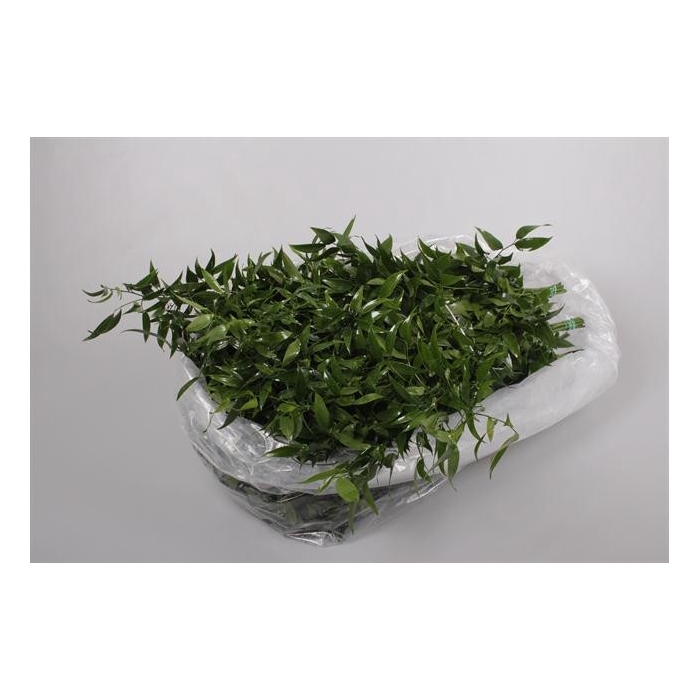 <h4>RUSCUS ZAK</h4>