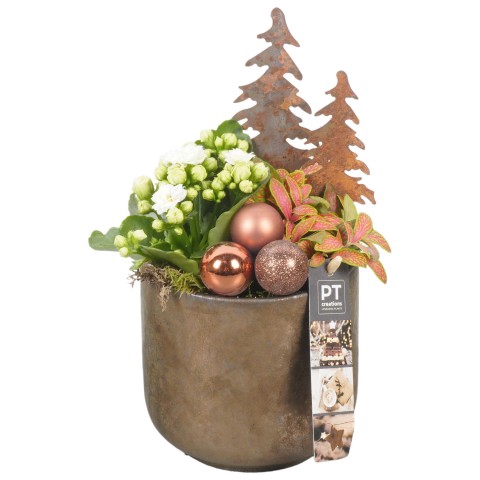 <h4>PTCHB6055 Arrangementen Kerst</h4>