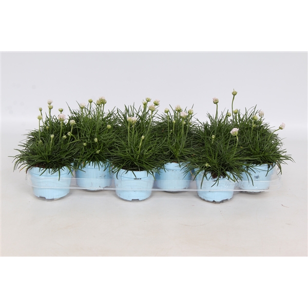 <h4>Armeria Wit - in baby blue pot (FH 81920)</h4>