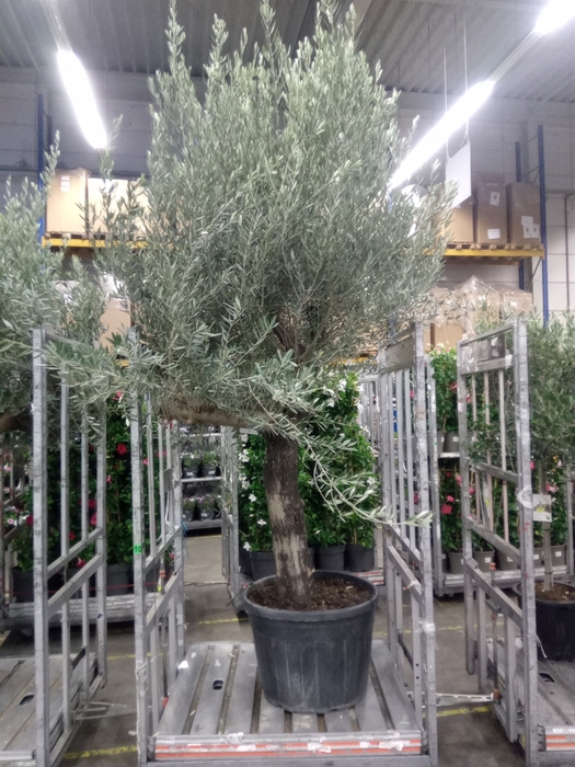 <h4>Olea Europaea</h4>