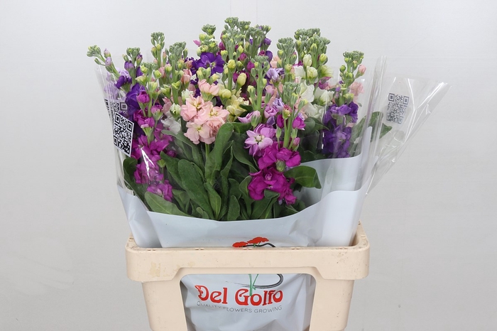 <h4>Matthiola</h4>