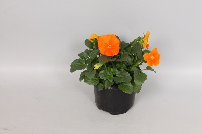 <h4>Viola cornuta F1 Deep Orange</h4>