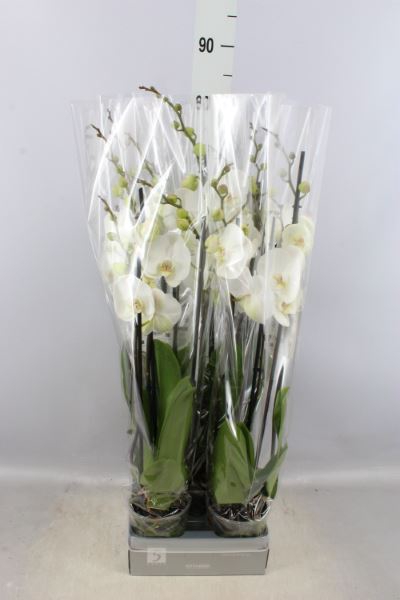 <h4>Phalaenopsis 'white World'</h4>