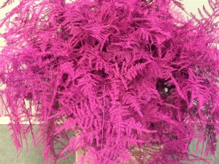 <h4>Asp. Lang Cerise</h4>