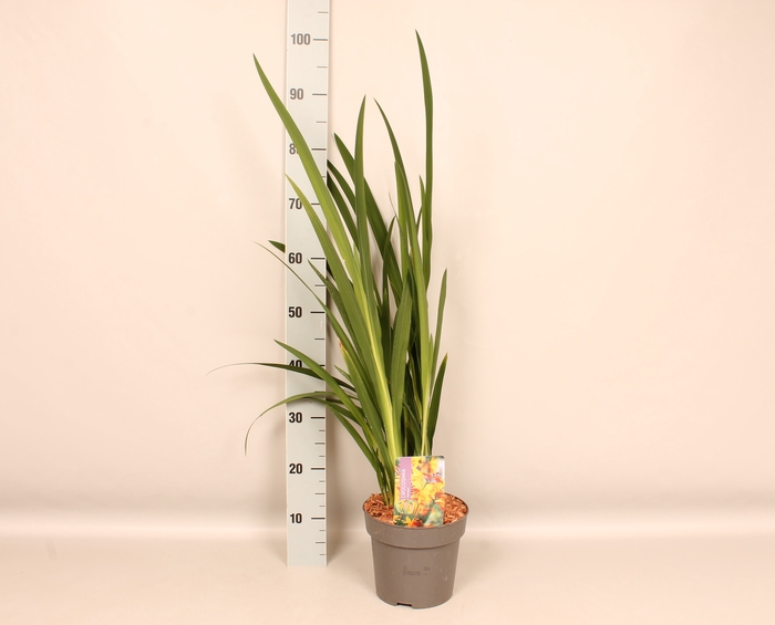 vaste planten 19 cm  Crocosmia Colombus