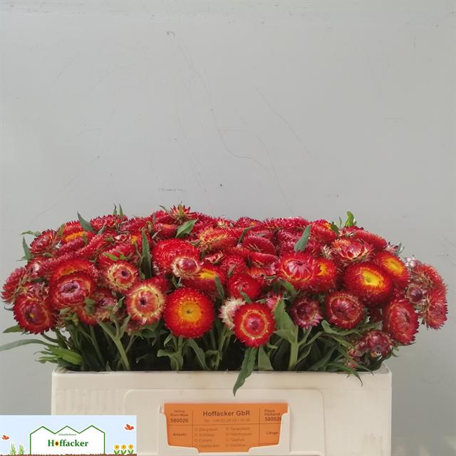 <h4>Helichrysum red</h4>