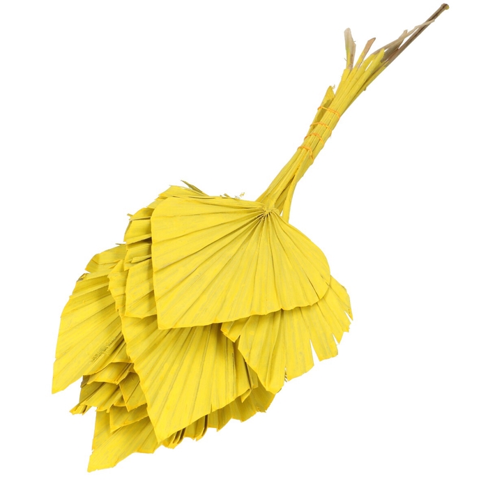 <h4>Droogbloem Palm Spear 50cm x10</h4>