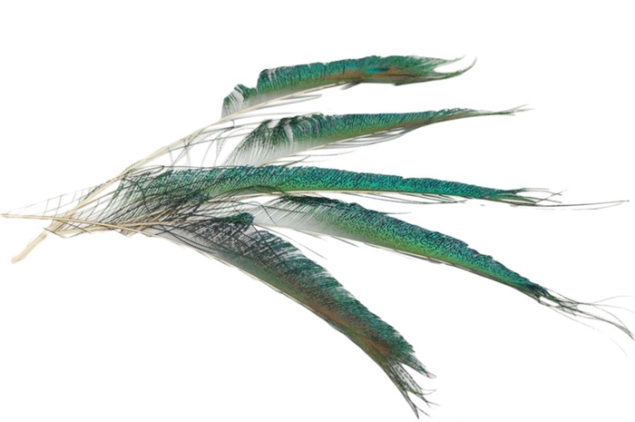 <h4>Deco Feather Peacock Sword 5pc Bunch</h4>