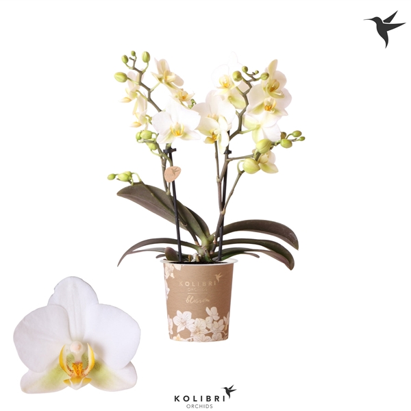 <h4>Kolibri Orchids Phalaenopsis Blossom Lausanne 2 spike</h4>