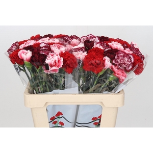 Dianthus St Rainbow Mix Red