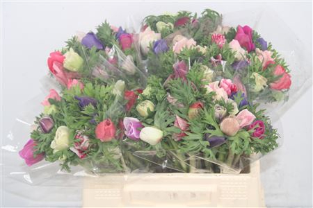 <h4>Anemone Mistral Mixed In Bunch X20</h4>